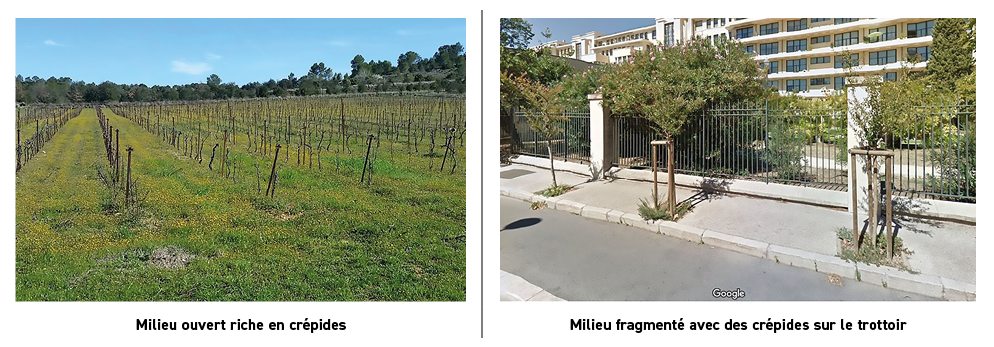  , ,Milieu ouvert riche en cr pides,Milieu fragment  avec des cr pides sur le trottoir